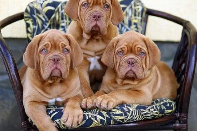 Culmea directoratului: Trei oameni ocupa functia de director al Agentiei de Prestatii Sociale (AJPS) Cluj