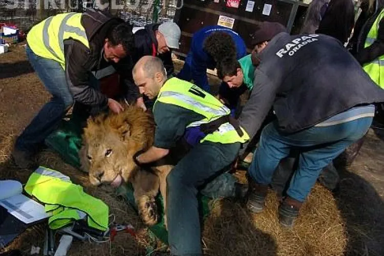 13 lei au fost mutati de la Oradea la o gradina zoologica din Anglia, in cea mai mare operatiune de salvare a unor feline - FOTO