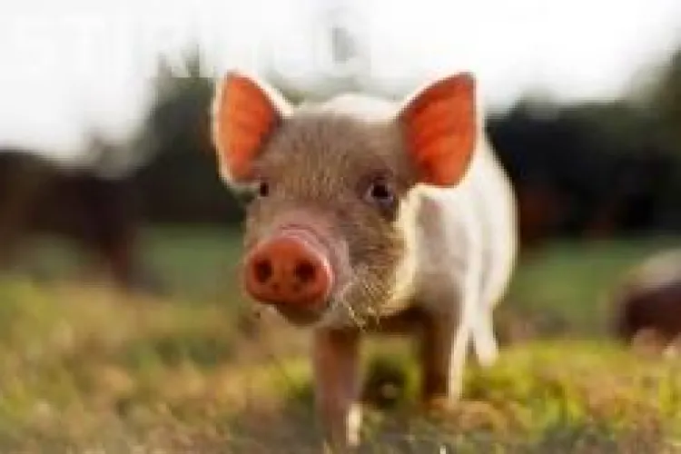 Sa mai si radem de gripa porcina! Singurul porc din Afganistan, tinut in carantina din cauza virusului AH1N1