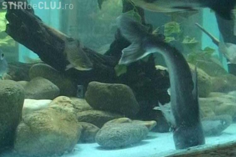 Pestii Piranha si Pangasius pot fi vazuti in acvariile de la USAMV Cluj 