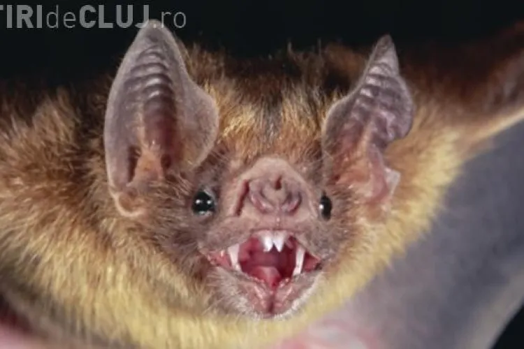 Noaptea europeana a liliecilor are loc sambata la Bastionul Croitorilor