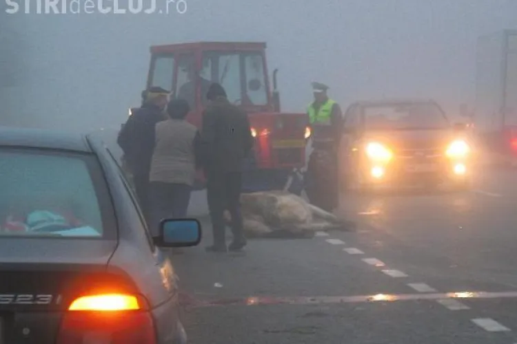 O ciurda de vaci a fost lovita de un autocar in comuna Livada - VIDEO si FOTO