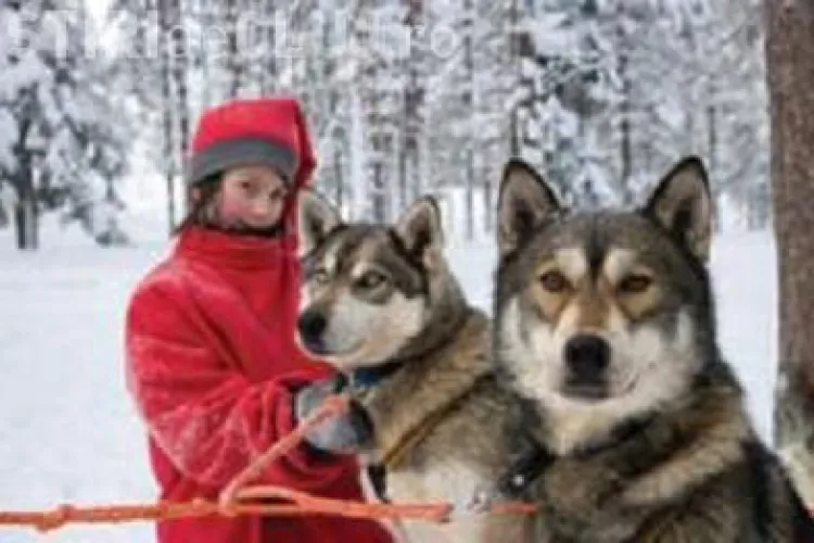 Targul exclusiv online "Travel Expo" te trimite in Laponia de Craciun!