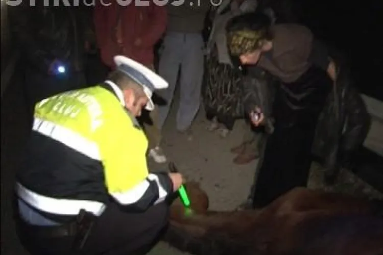 Un cal lasat liber pe centura orasului Gherla a produs un accident grav de circulatie - FOTO