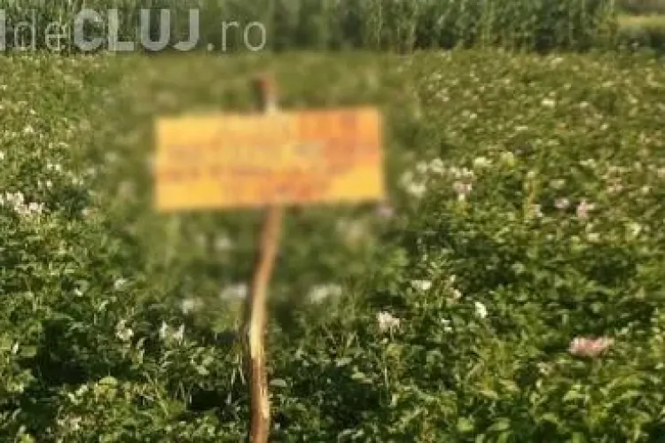 Cum își apără un clujean culturile de hoți. Ce mesaj le transmite hoților FOTO