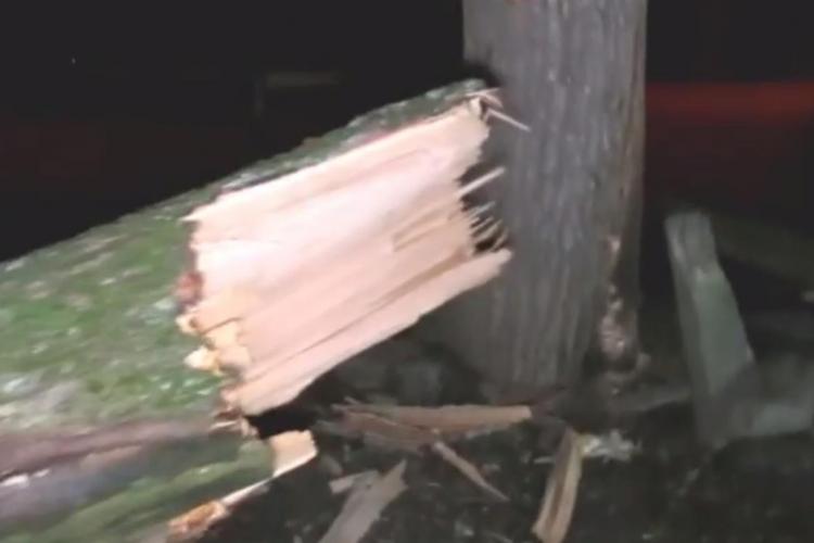 Un copac de 20 de metri s-a rupt in Parcul Mare și a căzut peste o alee - VIDEO