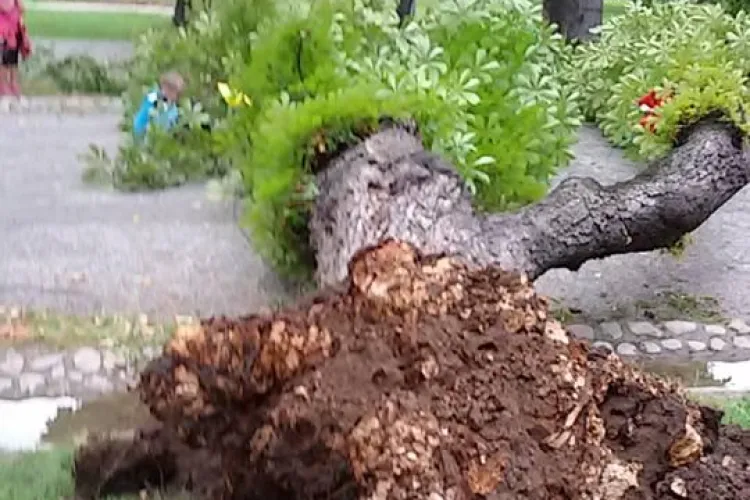 Un copac s-a prăbușit în Parcul Central din Cluj-Napoca, ziua în amiaza mare - FOTO