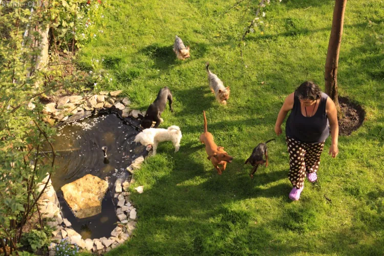 Pet Hotel Cluj, locul unde clujenii își pot caza animalele de companie când pleacă în vacanță FOTO 