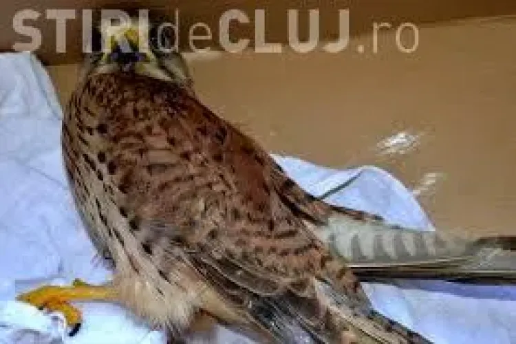 Păsările Clujului în direct. Activitatea unei ”familii” de vânturel roșu este transmisă VIDEO