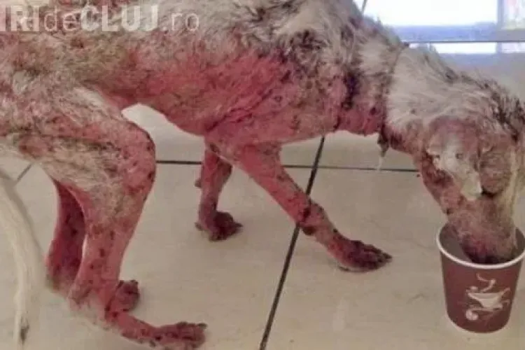 Au SALVAT acest câine de la moarte sigură. E INCREDIBIL cum arata acum - FOTO