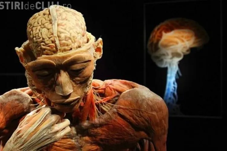 Petiție de interzicere a EXPOZIȚIEI de corpuri umane de la Cluj. Ce REPLICĂ au organizatorii