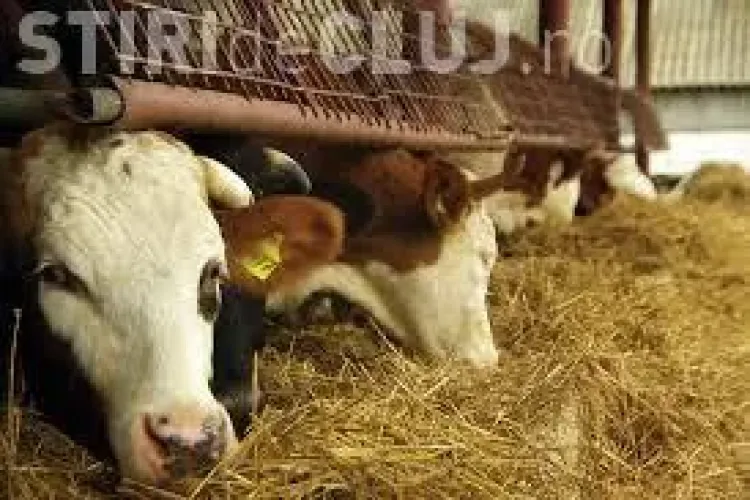 Veste bună pentru fermierii români de la UE. Primesc ajutoare până în iunie 2016