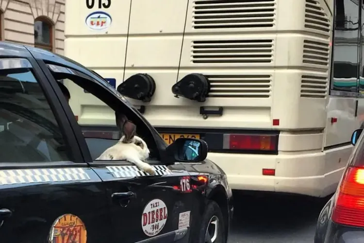 Și de asta Clujul e special! FOTO cu un iepure călătorind cu taxiul ca un BOSS 