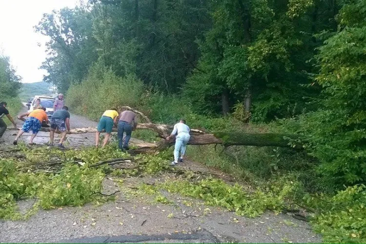 Pe strada Edgar Quinet cad copacii. Oamenii cer modernizarea drumului. Ce replică are Primăria