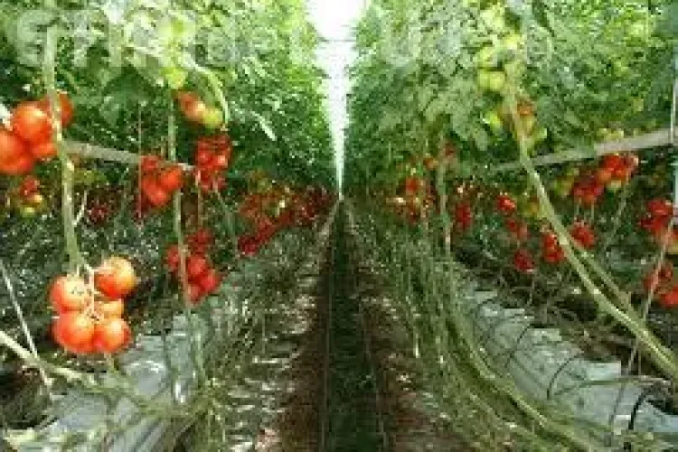 Europarlamentarul Daniel Buda: Cum sunt exploatați muncitorii români în sudul Italiei