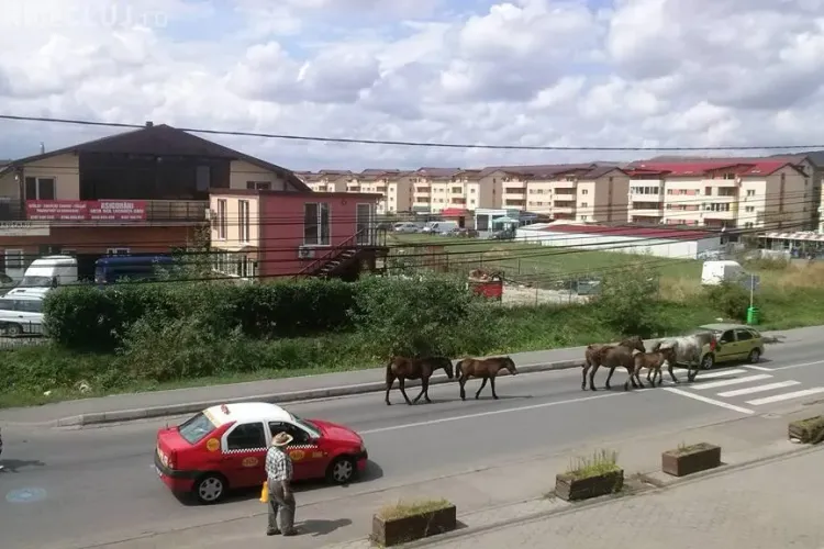 No comment în Florești - FOTO