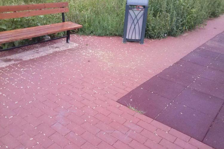 ”Covor” de coji de semințe într-un parc din Florești - FOTO