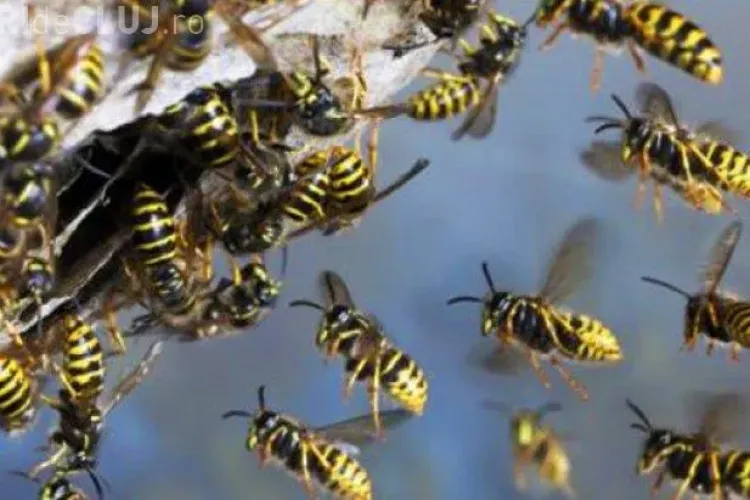 Un bărbat a murit după ce a fost atacat de o viespe