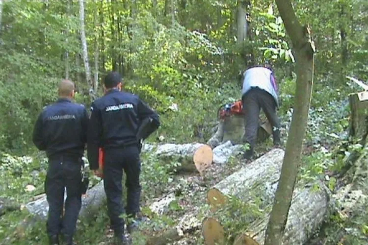 11 hoți de LEMNE reținuți la Săvădisla. Perchezitii pe banda rulanta - VIDEO