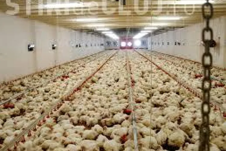 Primarul din Floresti, Horia Sulea, despre cazul fermei din localitate: Agenția de Mediu nu verifică calitatea aerului