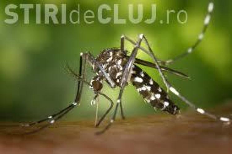 Un țânțar care transmite 20 de boli a ajuns și în România