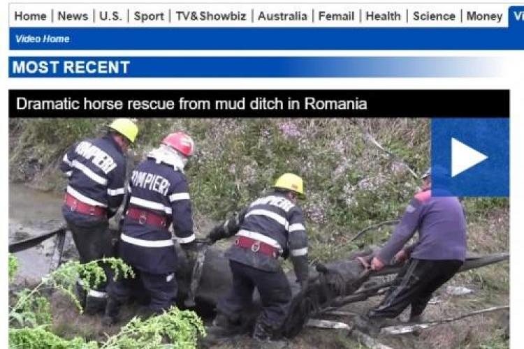 Un cal salvat de pompieri la Dej a devenit vedetă în Marea Britanie VIDEO