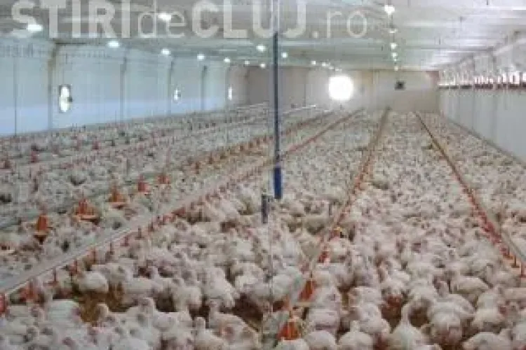 De ce s-a ANULAT protestul împotriva fermei din Florești