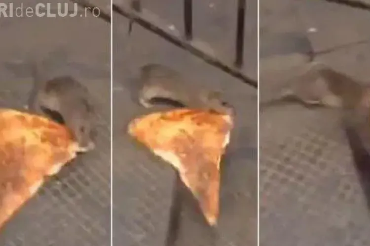 Șobolan FILMAT în timp ce căra o felie de pizza - VIDEO