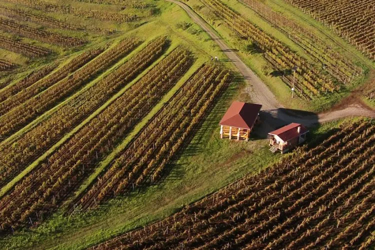Vinul de Turda de la Crama la Salină pune Clujul pe harta viticolă a Europei - FOTO