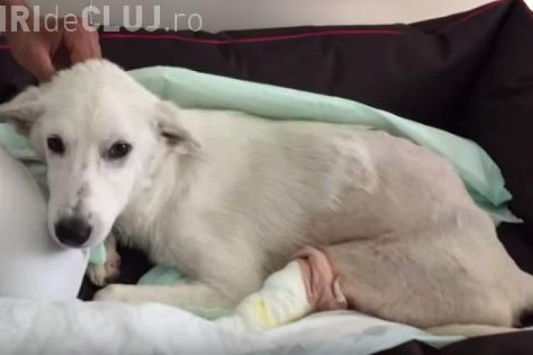 Povestea impresionantă a unui câine paralizat, după un accident auto. Ce a urmat e un MIRACOL