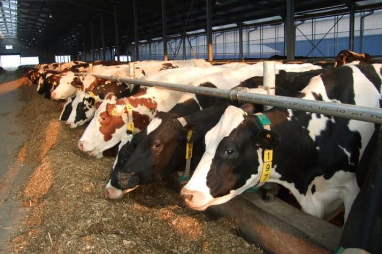 Crescătorii de vaci din Cluj explică forța asocierii: Avem 70% discount pe piață și vindem laptele mai scump la fabrici