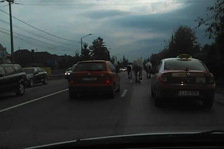 Floreștiul e ca în vestul sălbatic! Caii ”băștinașilor” au ieșit pe DN 1 - FOTO