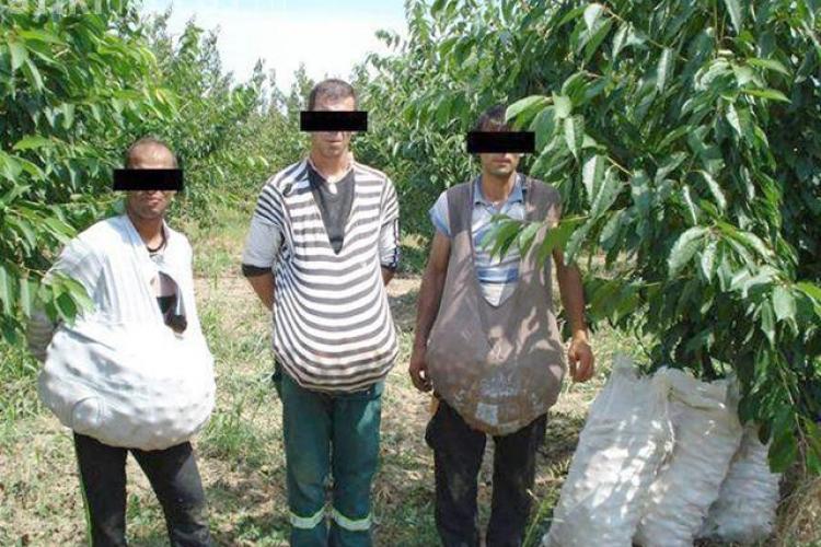 Jandarmii clujeni au trimis în ”șomaj” 6 hoți de fructe