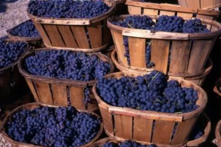 Noutăți despre Balul Strugurilor Cluj 