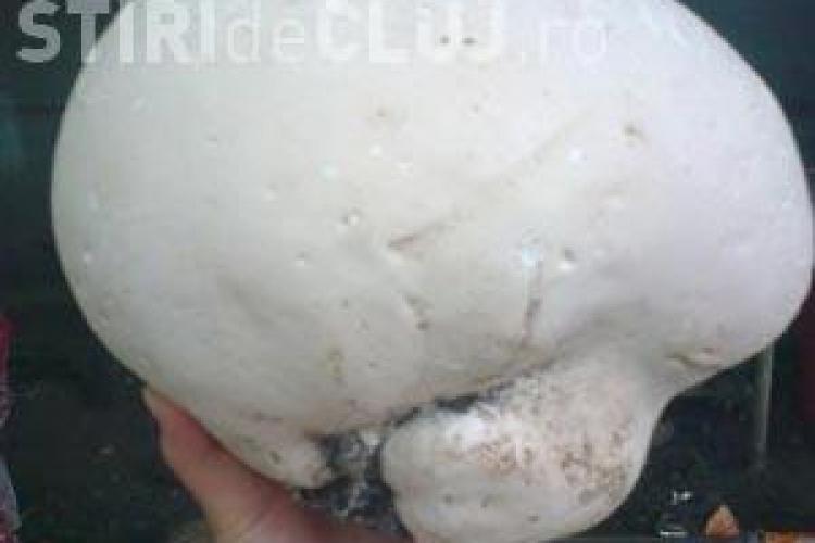 Cum arată ciupercile de trei kilograme din grădina unui clujean - FOTO