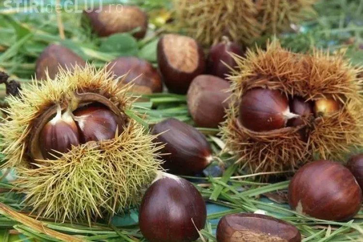 Festivalul Castanelor de la Baia Mare este UNIC în țară. Povestea castanului de Maramureș, ajuns un simbol