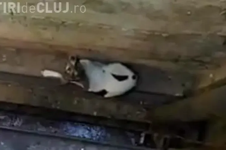 Un câine a stat la Cluj blocat câteva zile pe un dig de pe Someș. L-a salvat un om cu INIMĂ – VIDEO