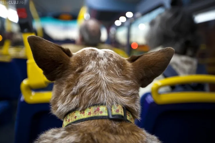 O clujeancă a vrut să își urce câinele în autobuz cu BILET: Șoferul ”m-a dat jos ca pe o lepra”