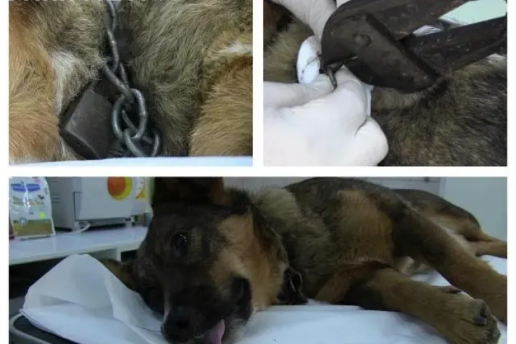 Câine abandonat, salvat de veterinarii din Dej. Lanțul de la gât l-a strâns până s-a încarnat