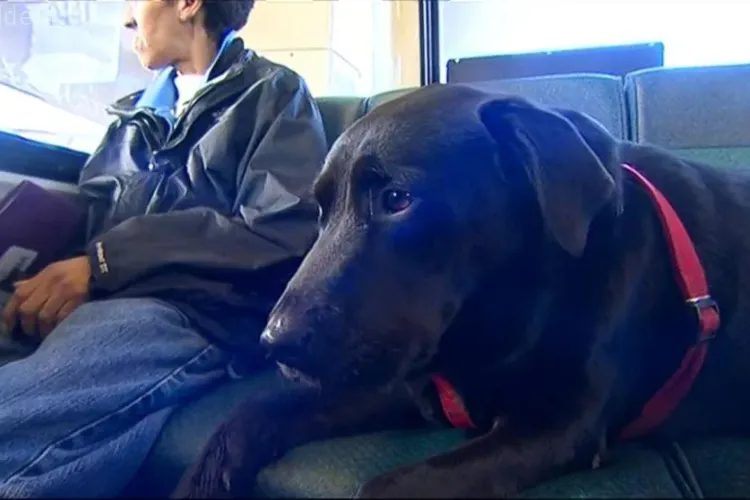 Moment ISTORIC pentru Cluj-Napoca. Câinii au voie în autobuze, dacă au bilet