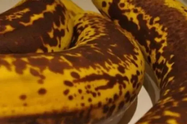 Fructe cu PETE URÂTE și NEGRE! Distrug TUMORILE, combat MAHMUREALA și te ajută la SOMN