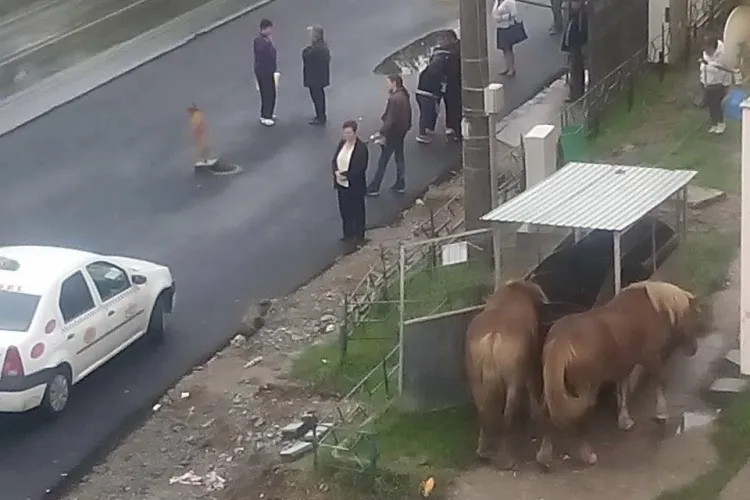 Țiganiada de pe Bulevardul Muncii - FOTO