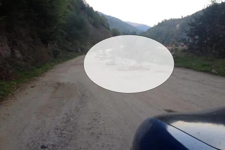 Clujenii au plantat brazi pe un drum din județ, găurit de gropi - FOTO