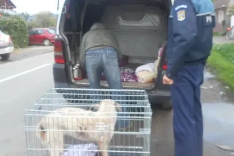 Cățel împuns cu furca de zeci de ori de un clujean fără suflet. Un polițist a reușit, cu greu, să îl salveze de la moarte FOTO