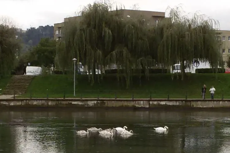 Lebedele și-au făcut apariția pe Someș, în Grigorescu - FOTO