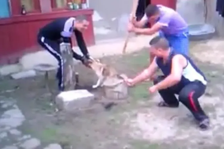 Trei tineri din Brăila au TĂIAT coada unui câine și s-au FILMAT: ”Va rog sa acționați cumva” - VIDEO