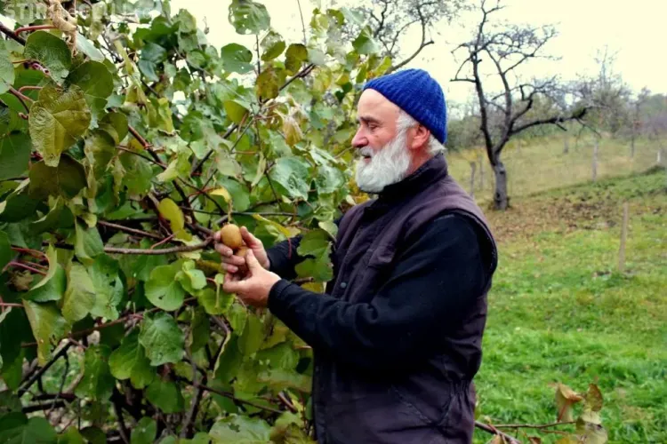 Un preot, fost informatician, cultivă Kiwi în comuna Feleacu. Recolta din acest an a fost de 45 de kg 