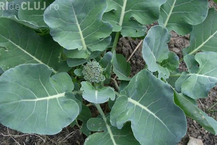 Aceasta e cea mai sănătoasă legumă. Tratează CANCERUL și bolile cardiovasculare