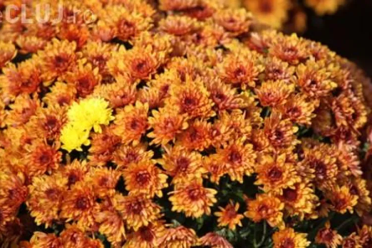 Cluj: Amplasamente pentru comercializarea florilor şi lumânărilor de 1 noiembrie