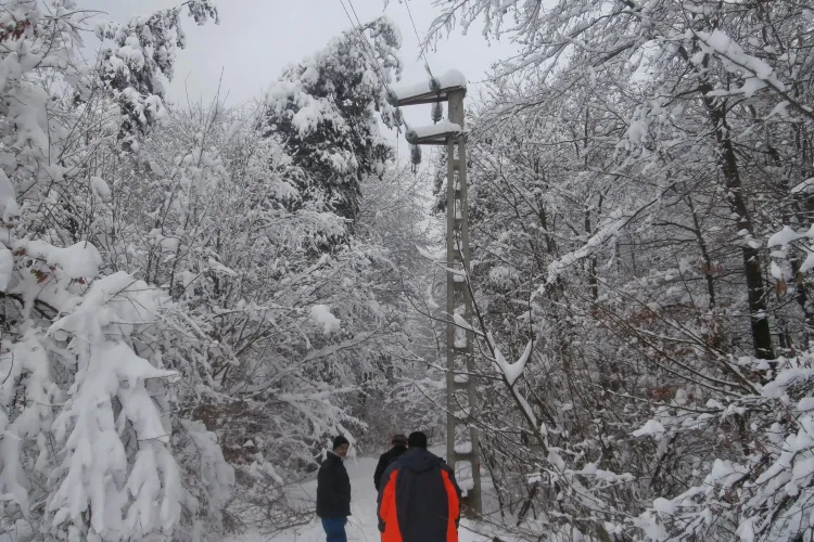 Zăpada a doborât arbori la Cluj